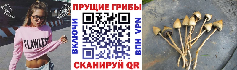 Галлюциногенные грибы Psilocybe Купить где Унеча